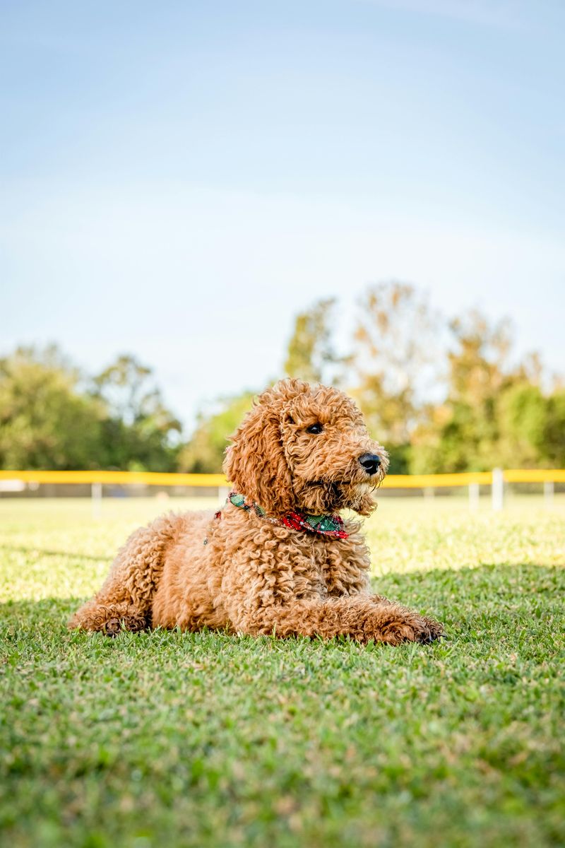 Goldendoodle