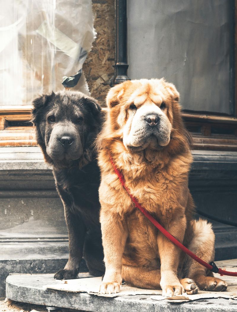 11 dog breeds people call stubborn when they are actually anxious 10 Shar Pei