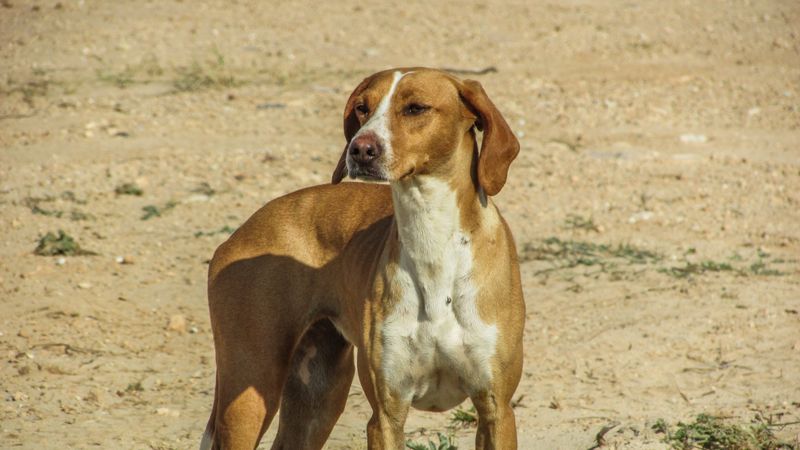 American Foxhound