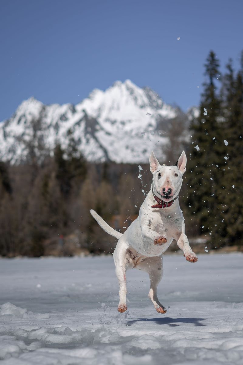 First impressions get these dog breeds wrong surprisingly often 4 Bull Terrier