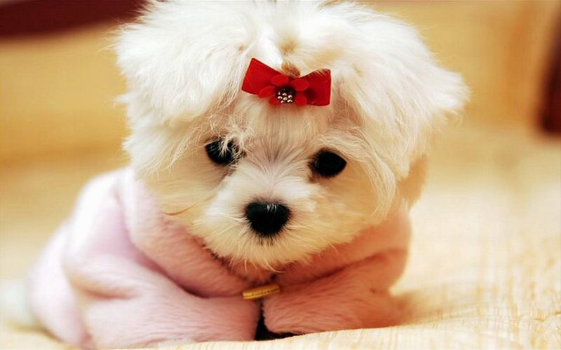 Small home, small dog, enormous attachment - These breeds take companionship seriously 6 Maltese