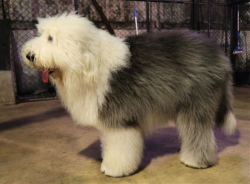 Call them old-fashioned if you want - Owners of these breeds rarely seem eager to switch 13 Old English Sheepdog