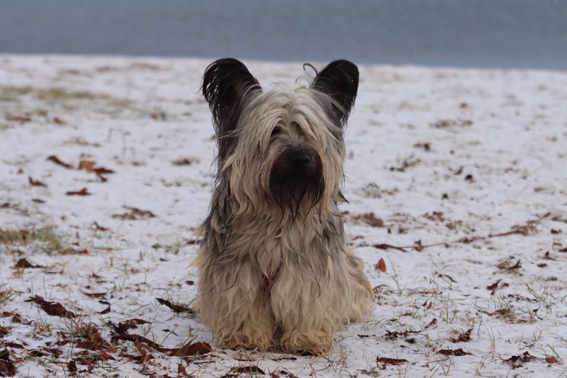 Skye Terrier