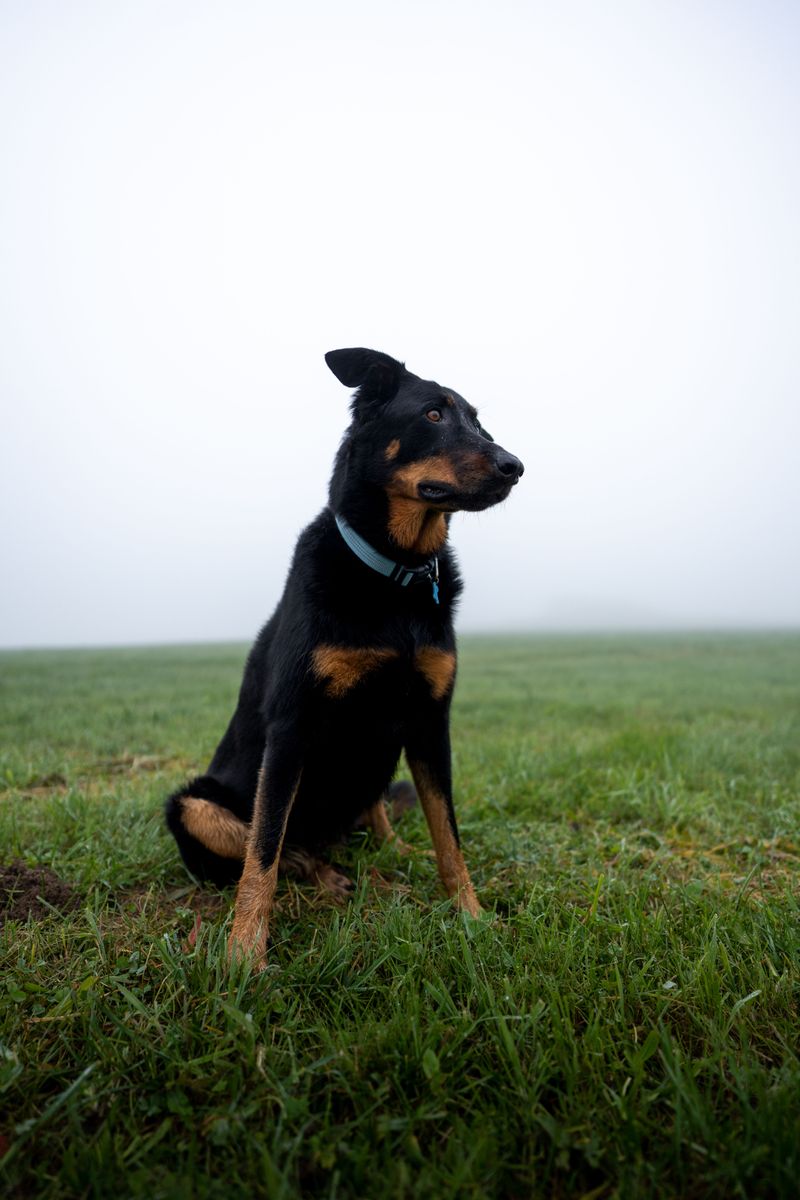 Some dog breeds prefer to understand a situation before joining in 7 Beauceron