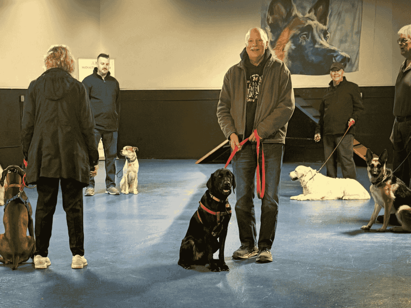 Stop doing these 10 things if you love your dog 9 Not providing mental stimulation