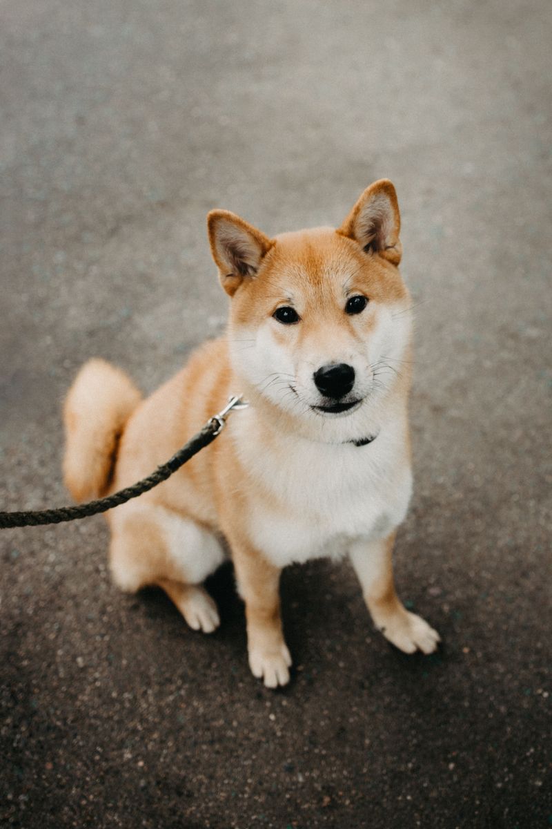 10 independent dog breeds that don't live to follow commands - plus 3 eager-to-please opposites 3 Shiba Inu: Small dog, strong opinions