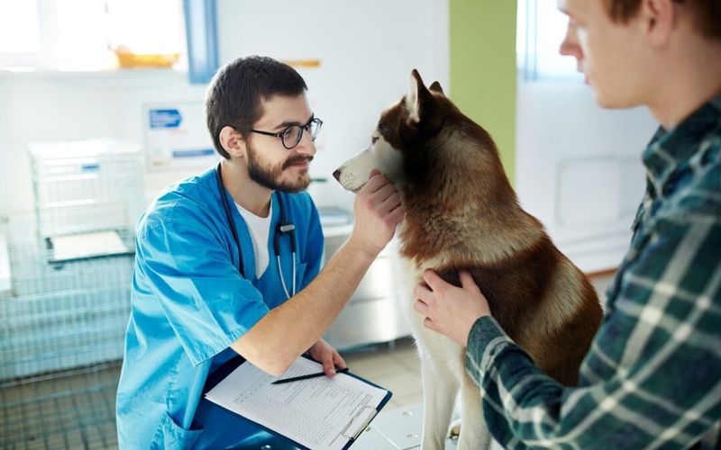 Regular vet checkups