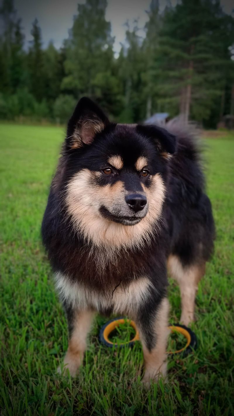 Wolf-like appearance doesn't always mean recent wolf ancestry - These breeds show the difference 9 Finnish Lapphund