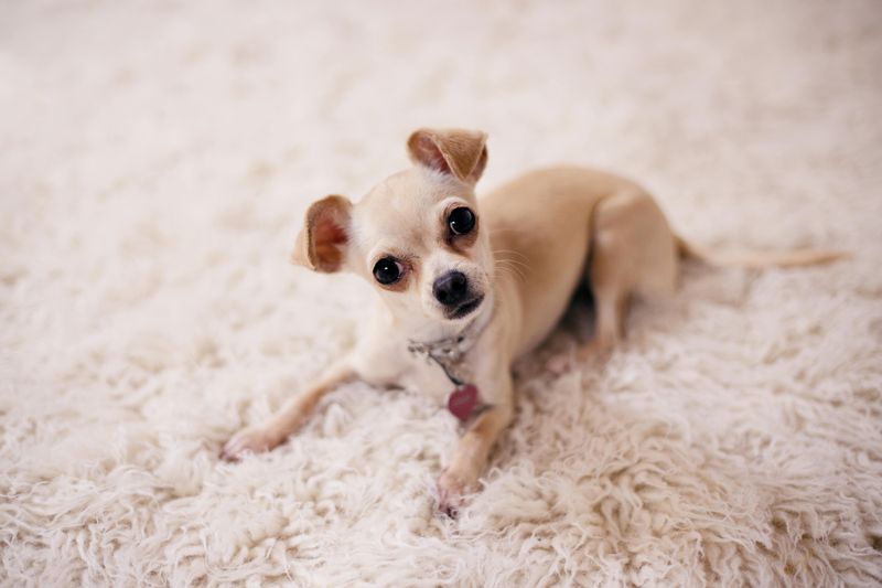 12 Best Small-Apartment Dog Breeds That Don’t Need a Big Yard 12 Chihuahua
