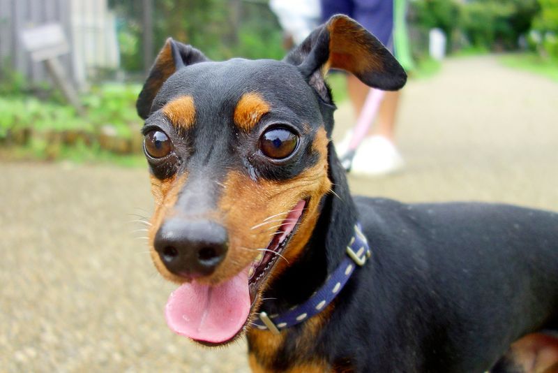 You don't necessarily choose to become their favorite - these dog breeds can make that decision themselves 9 Miniature Pinscher