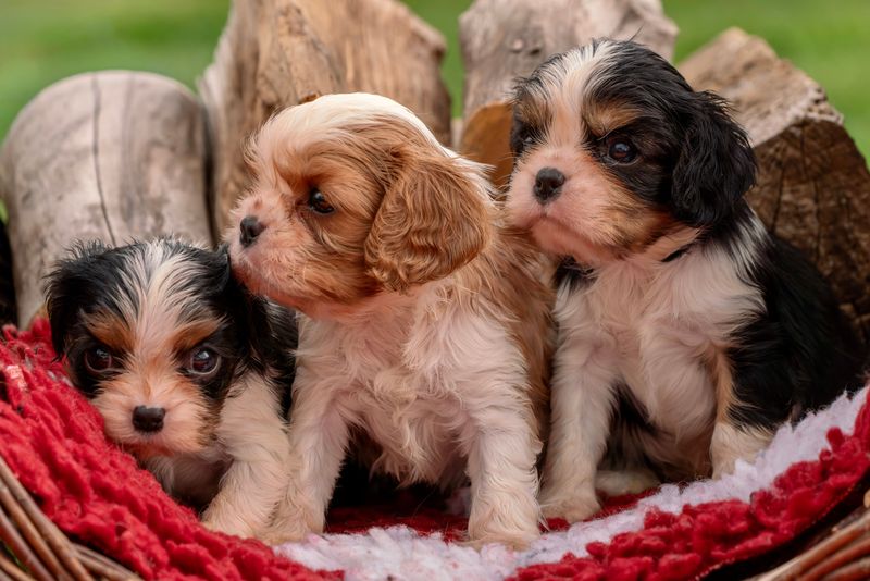 Cooperation comes naturally to many of these highly social dog breeds 11 Cavalier King Charles Spaniel