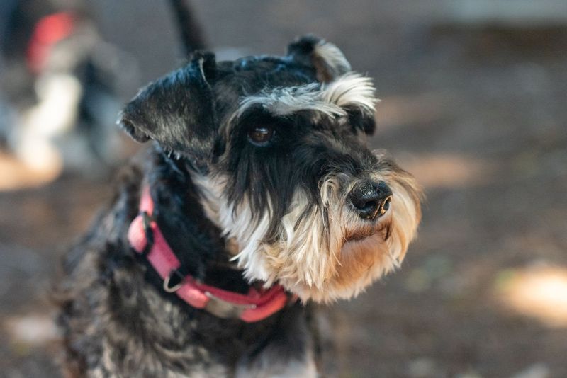 You bought a new vacuum - Your dog may think something deeply suspicious just moved into the house 6 Miniature Schnauzer: The Bearded Inspector