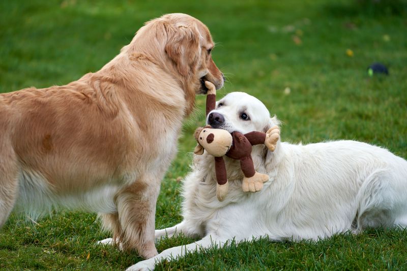 These 11 dog breeds have an uncanny talent for being exactly where they're needed most 2 Golden Retriever