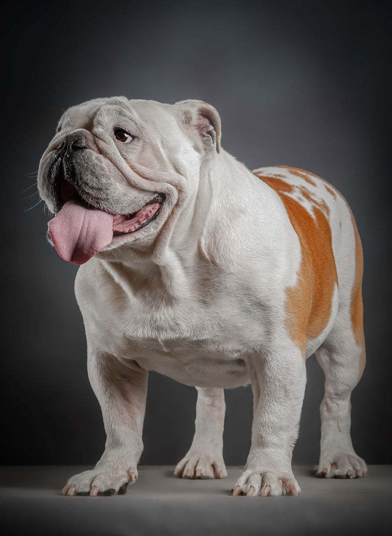 Given the right support, these dog breeds often become far more capable than anyone first expected 7 English Bulldog