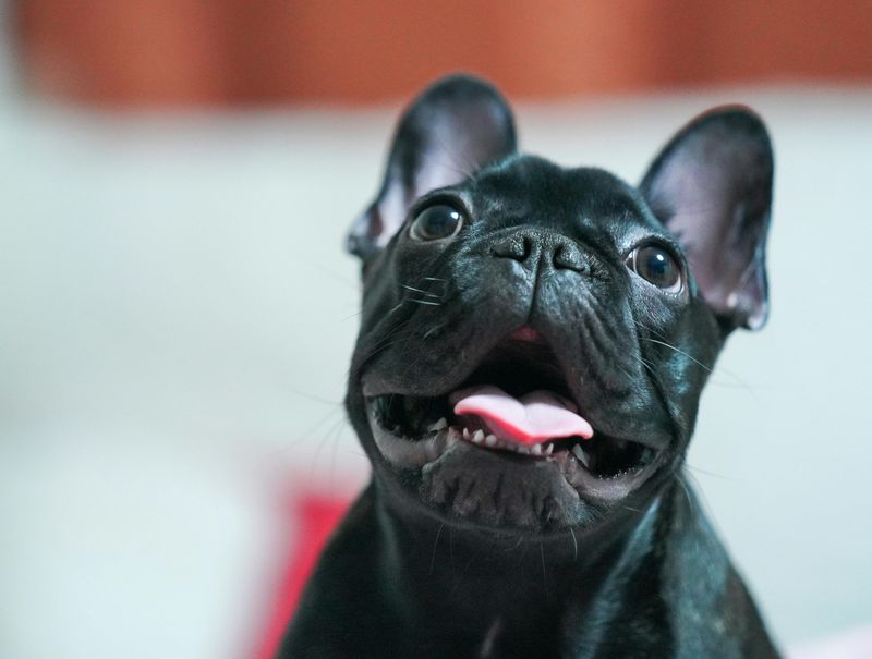 French Bulldog