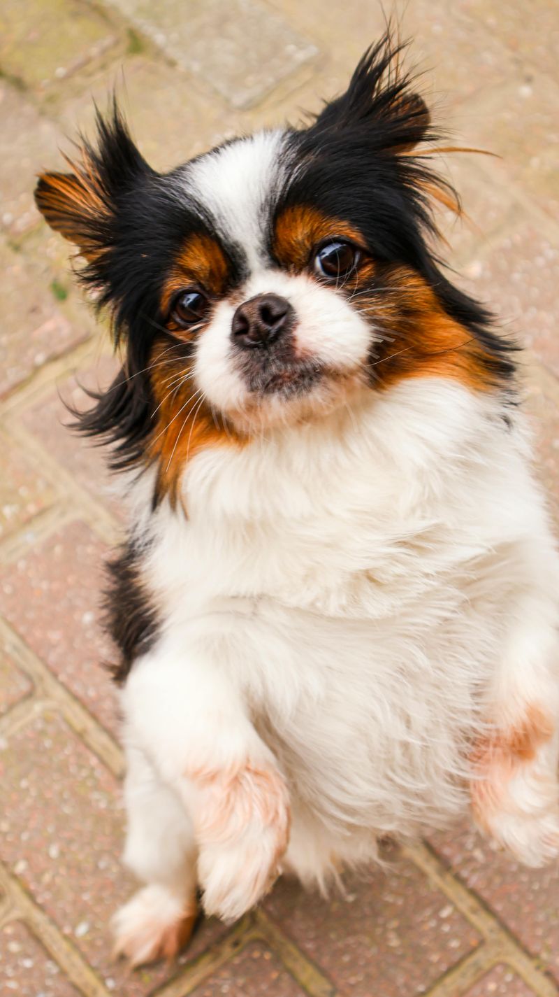 Japanese Chin
