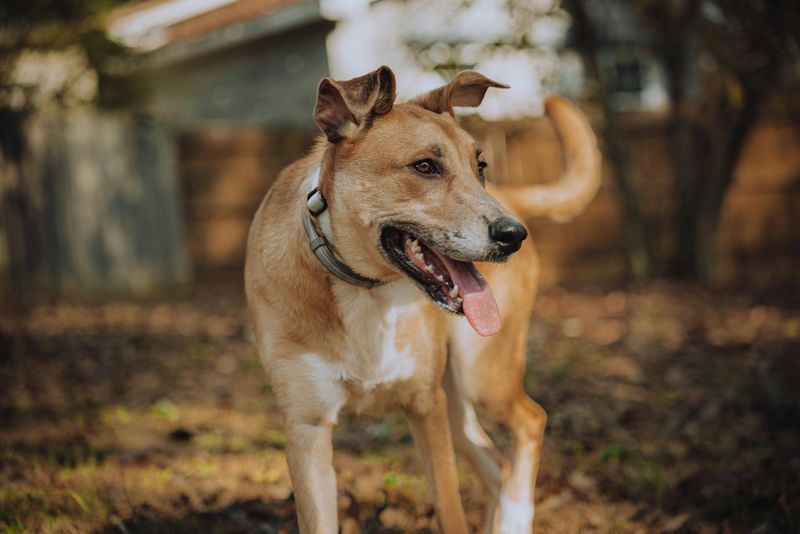 Tail wagging naturally