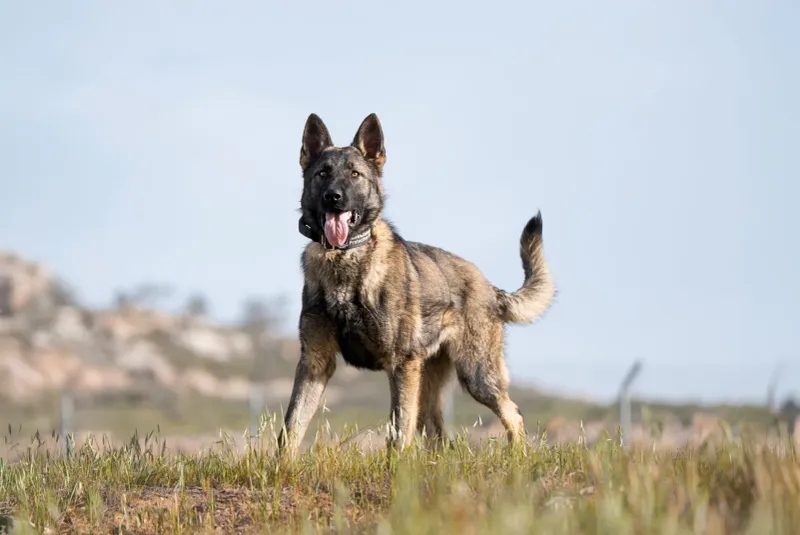 Belgian Malinois