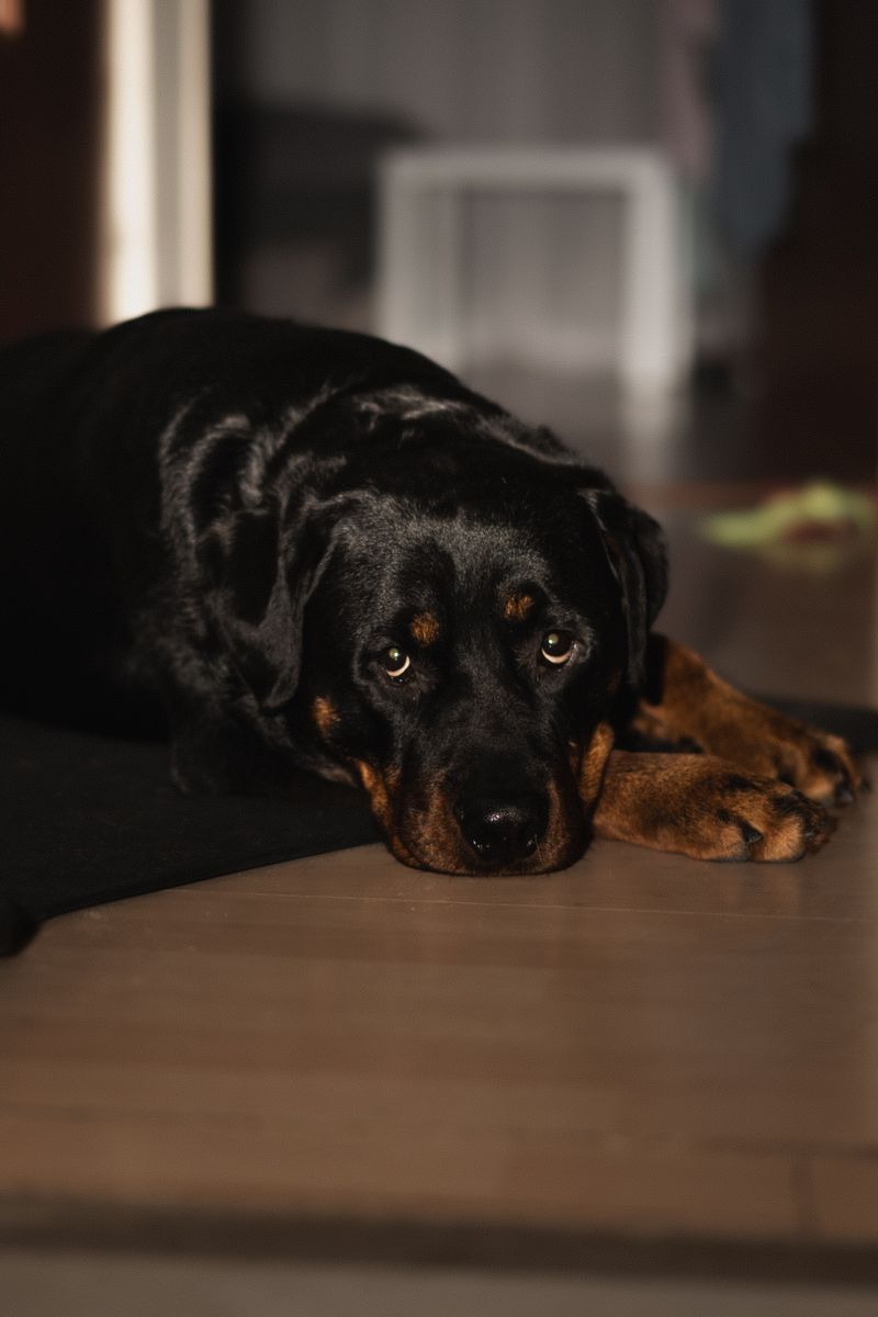 Let these 11 dog breeds break one rule as puppies - and the habit may follow them into adulthood 4 Rottweiler - gentle giant or pushy shadow