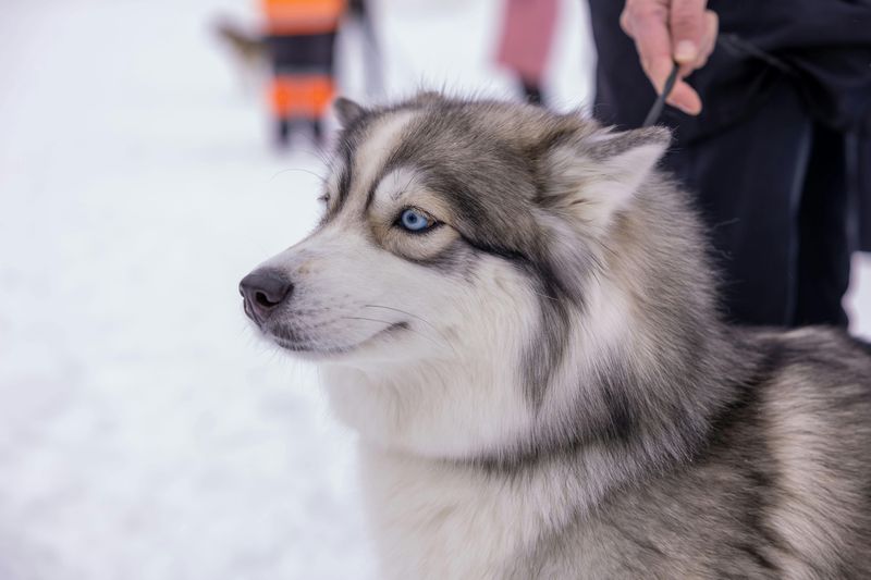Retractable leash debates are back - these 10 breeds are mentioned the most 2 Siberian Husky