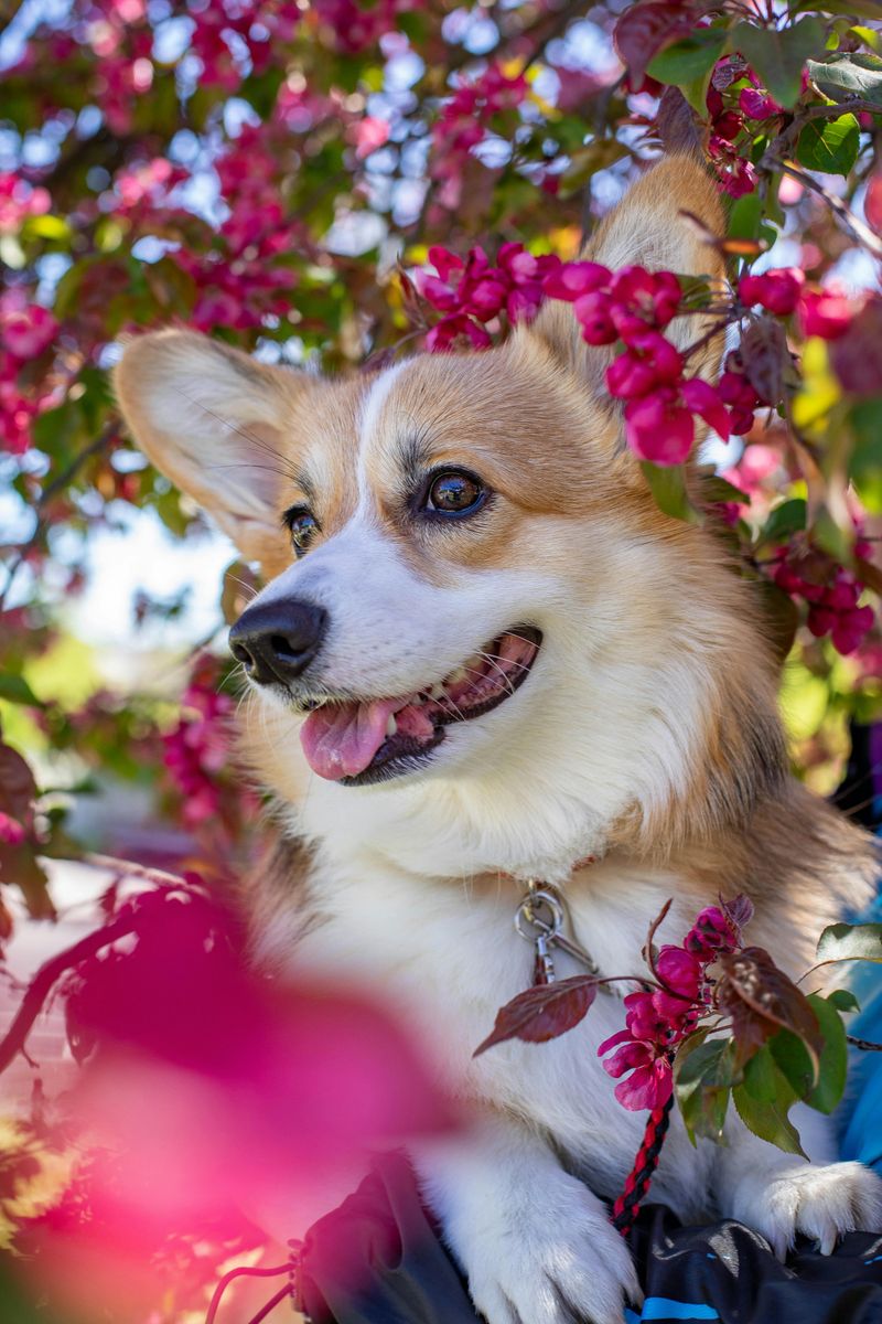 Corgi