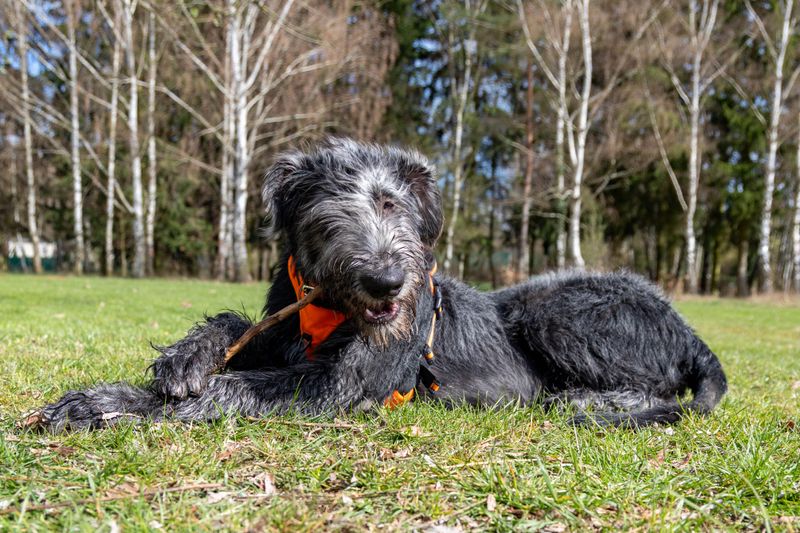 These dogs don't need dramatic personalities to become unforgettable companions 13 Irish Wolfhound