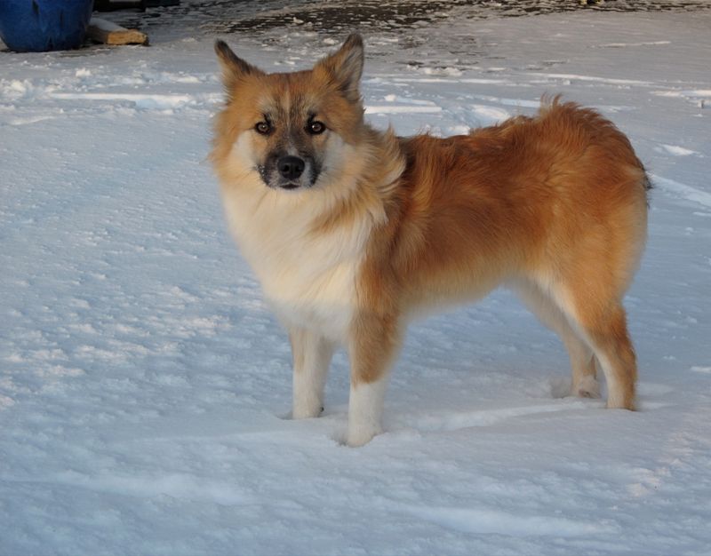 Norwegian Buhund