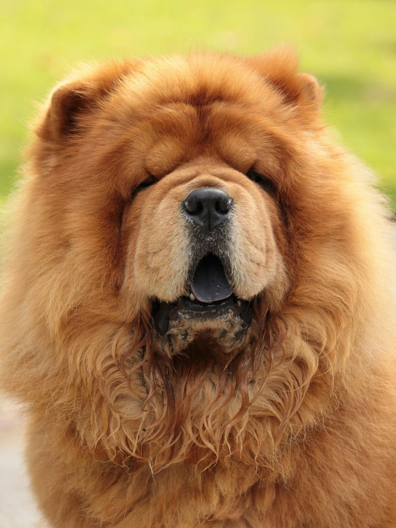 Chow Chow
