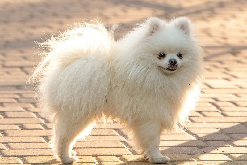 13 dogs that act like rain is a personal attack 14 Pomeranian