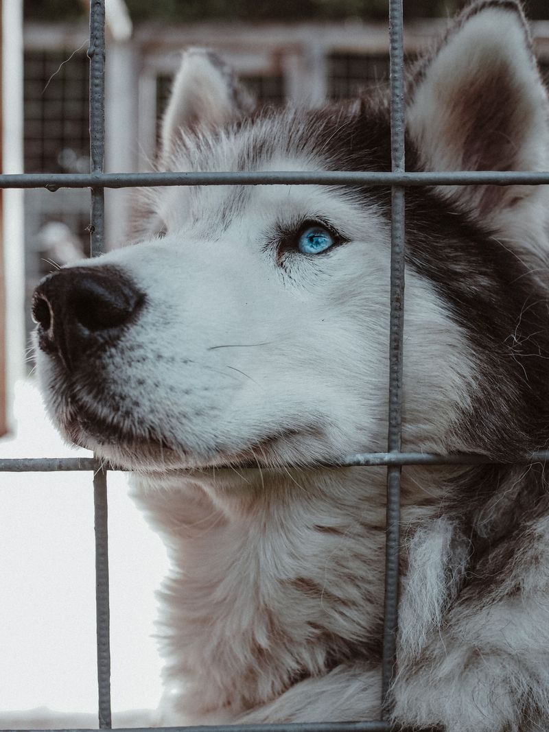 Some of the best dogs are still waiting behind shelter doors - and these 11 prove it 7 Siberian Husky