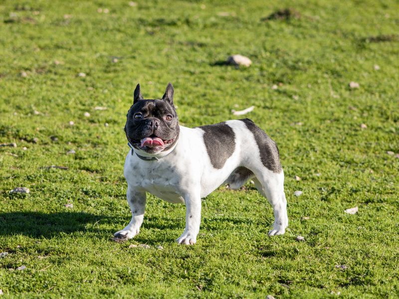 Your lifestyle may matter more than your favorite breed - these dogs show why 3 French Bulldog