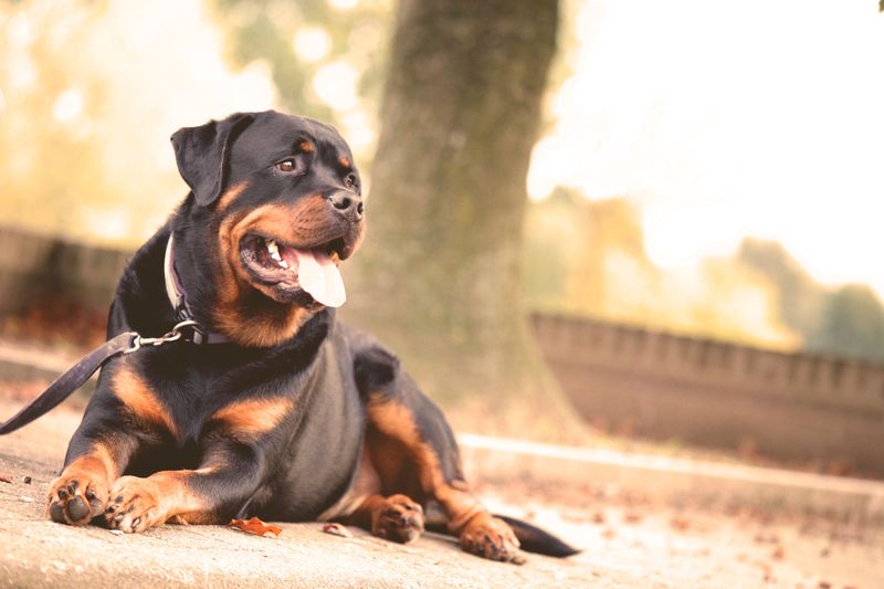 Think younger owners only want trendy little dogs? These breeds challenge that stereotype 9 Rottweiler
