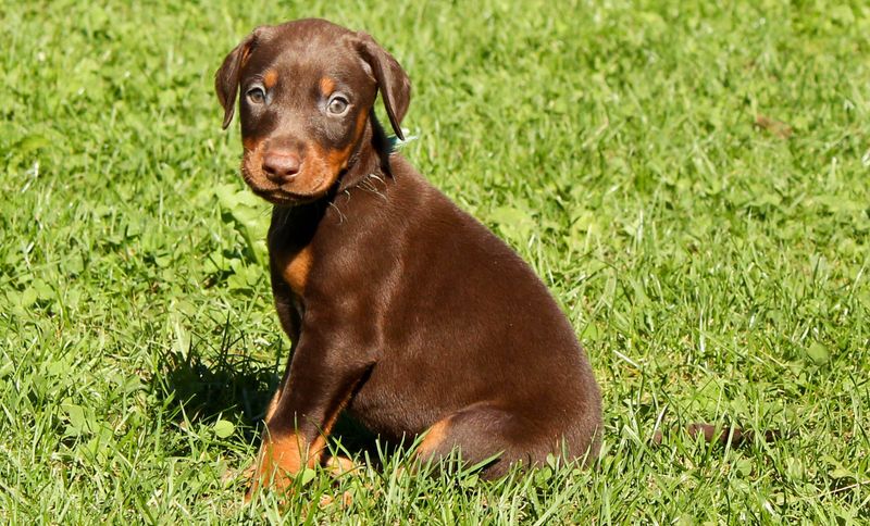 Doberman Pinscher