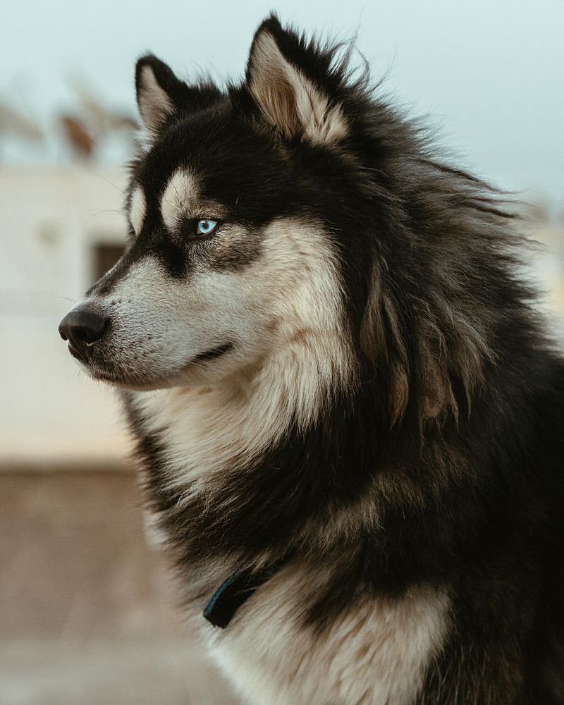 Siberian Husky