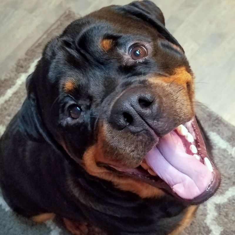 Shelter workers wish more people would notice these 11 wonderful dog breeds 6 Rottweiler
