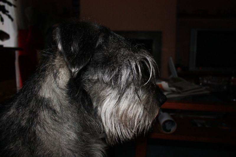 Standard Schnauzer