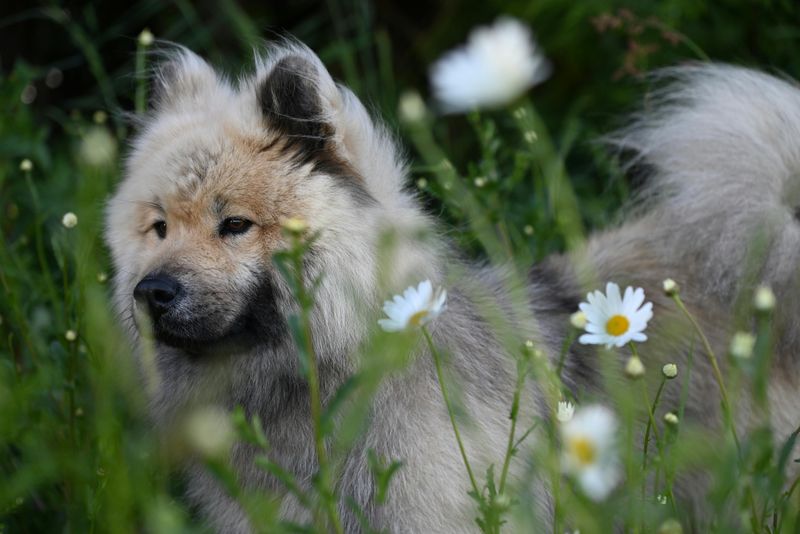 Eurasier
