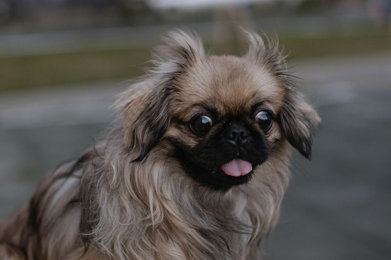 Pekingese