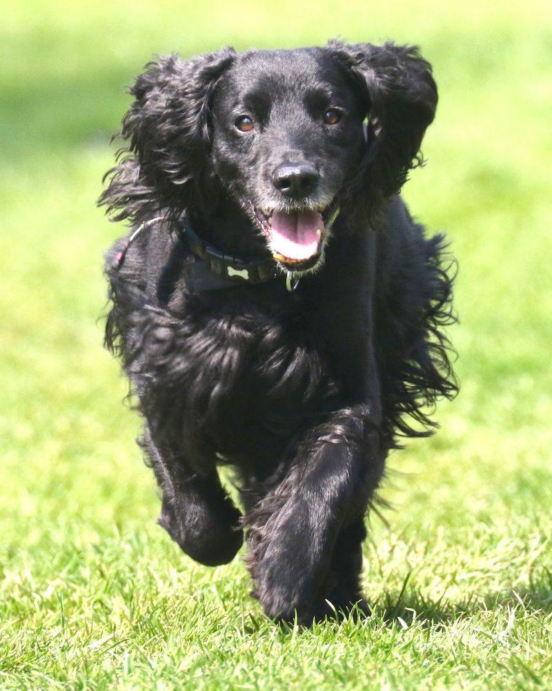 Curly-Coated Retriever