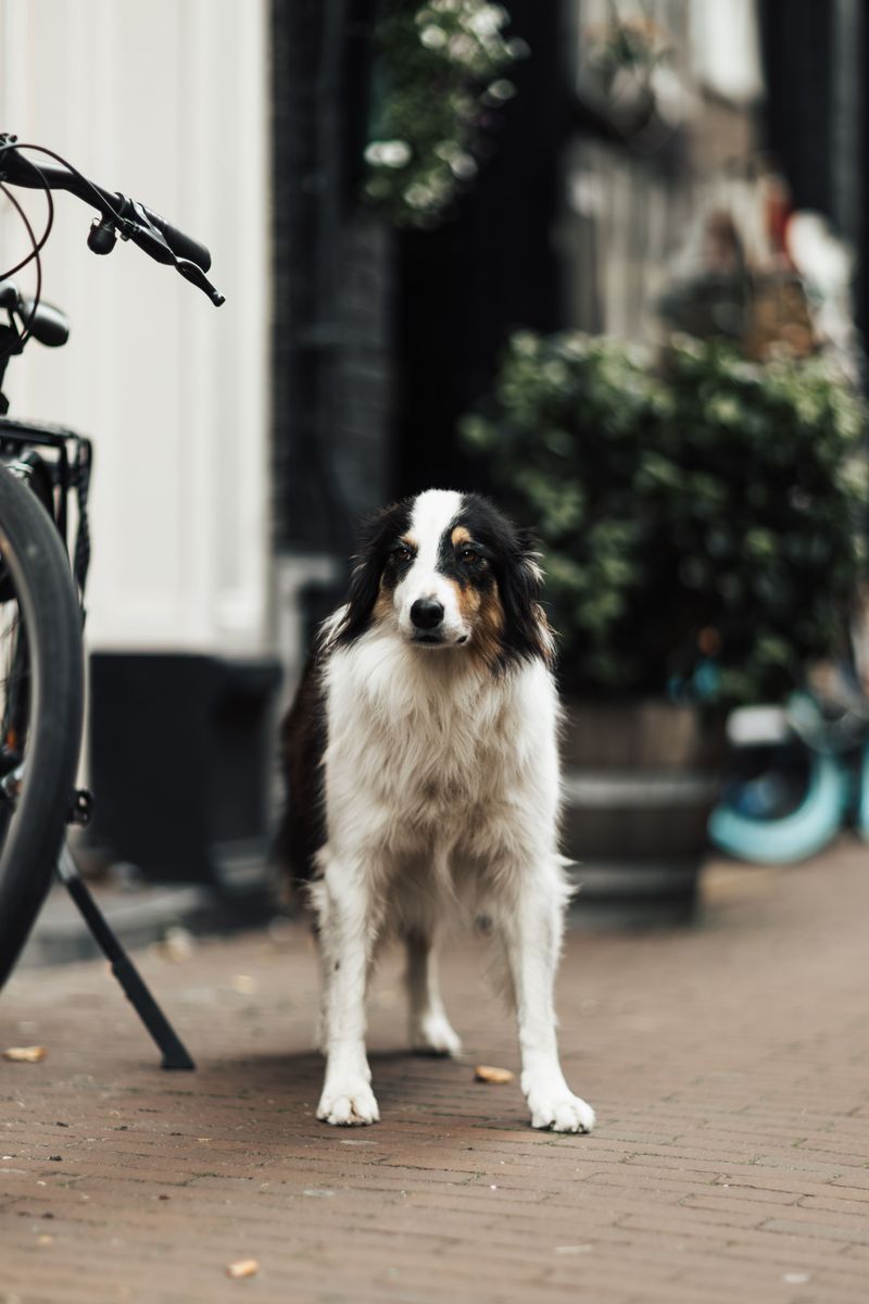 Think younger owners only want trendy little dogs? These breeds challenge that stereotype 5 Australian Shepherd