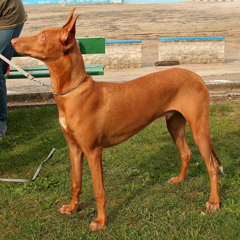 Egyptian Pharaoh Hound