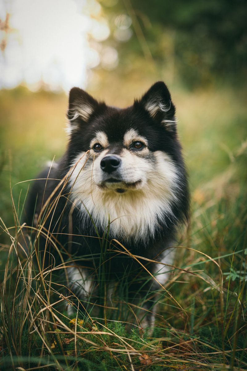 These dog breeds rarely let excitement dictate their decisions 7 Finnish Lapphund