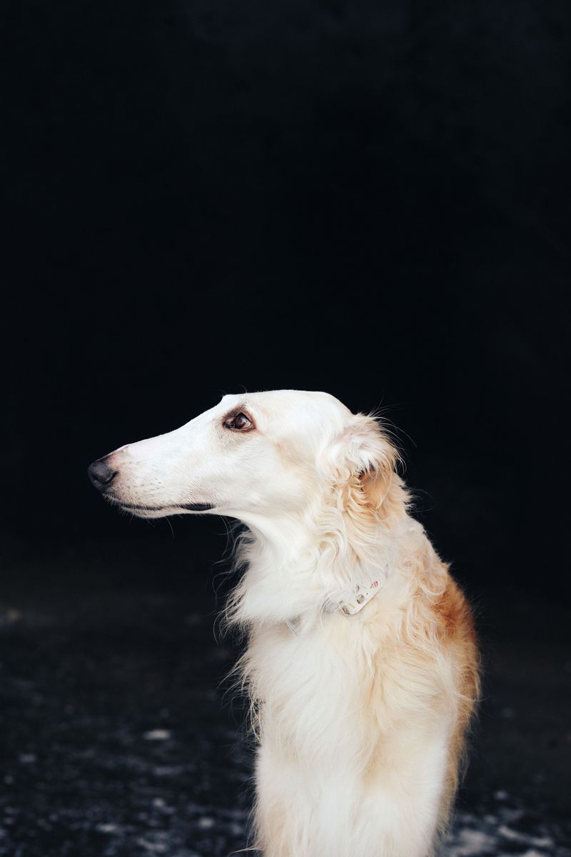 10 dog breeds with fascinating physical traits – plus 3 that always spark conversations 10 Borzoi