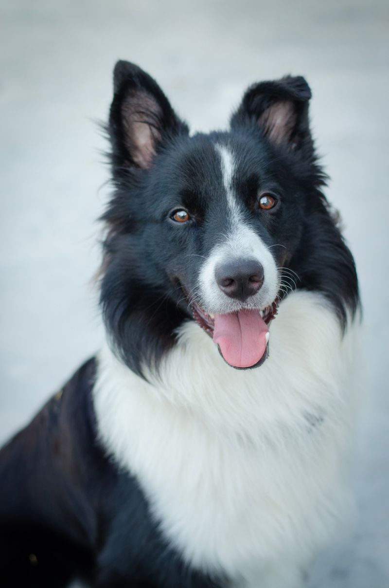 11 dogs some owners love once but wouldn't own twice - and 2 that create lifelong fans 10 Border Collie