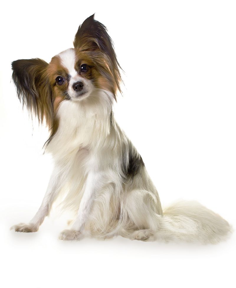 Some dog breeds don't hide what they're feeling - and owners appreciate them for it 10 Papillon