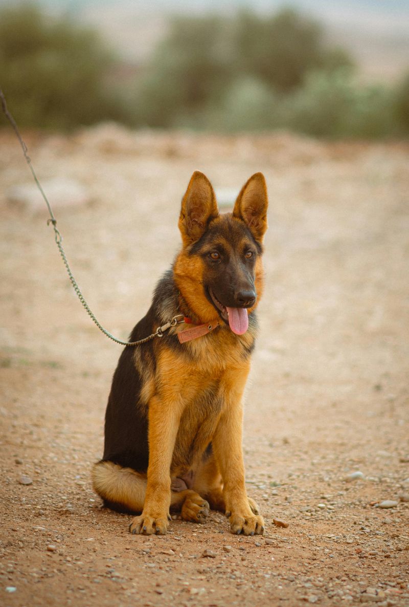 German Shepherd