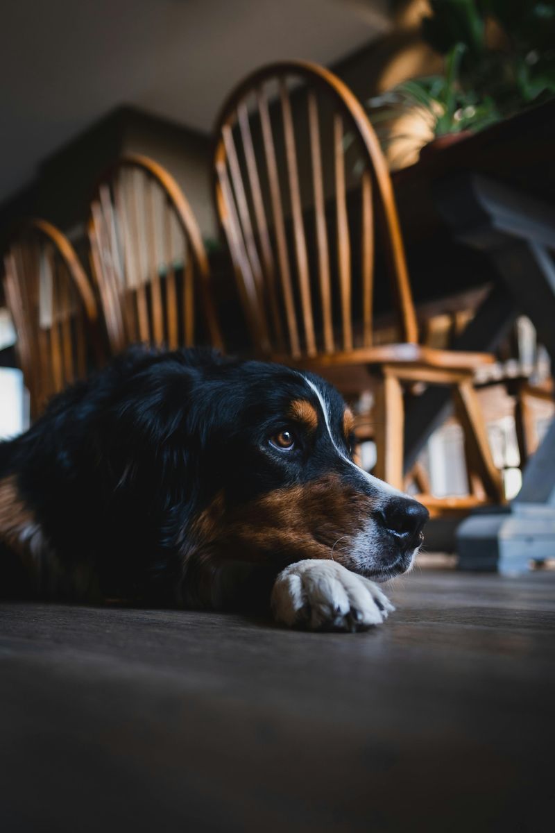 Bernese Mountain Dog