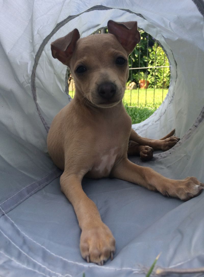 American Hairless Terrier