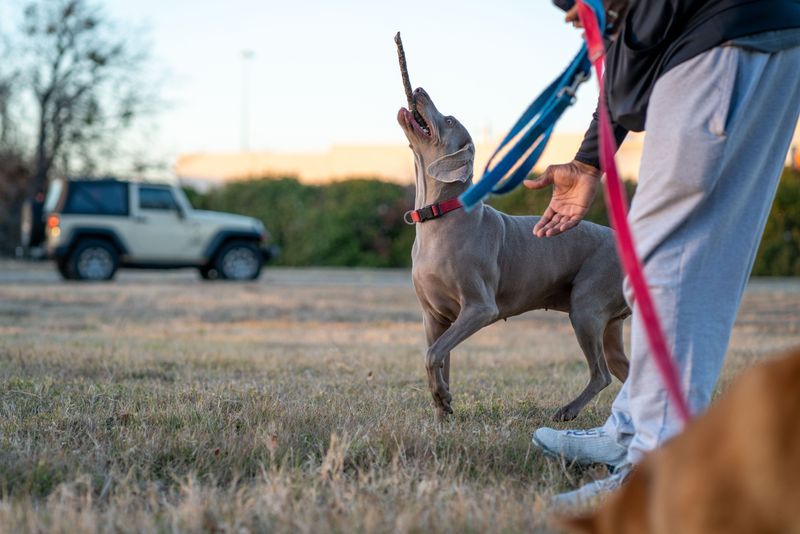 11 dog breeds that form powerful human bonds - plus 3 that may be happier around fellow dogs 9 Weimaraner