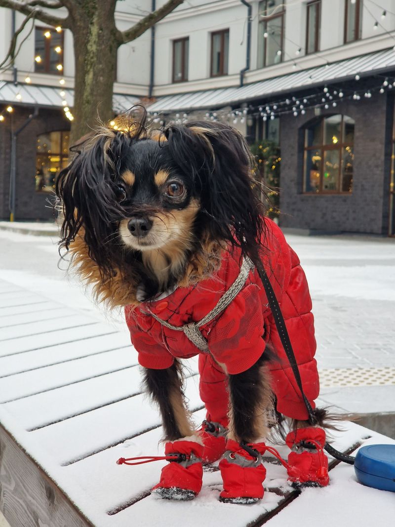Winter paws take a beating, and these 9 habits keep them from cracking 5 Try dog boots on harsh days